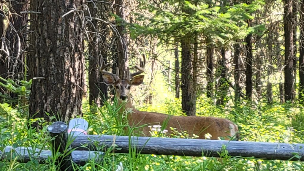 A large buck in the forest.